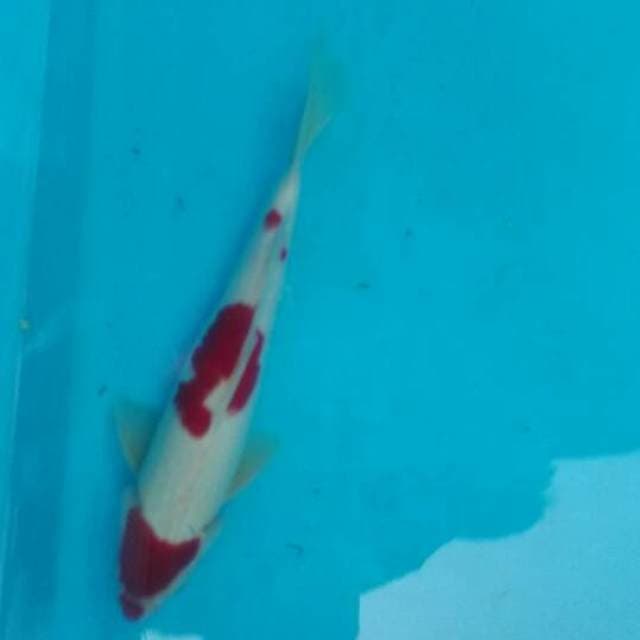 Beni.maruten