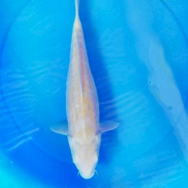 Karasi mata merah 38 cm