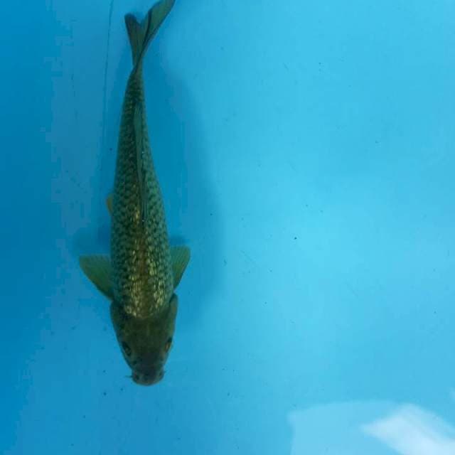 Midori