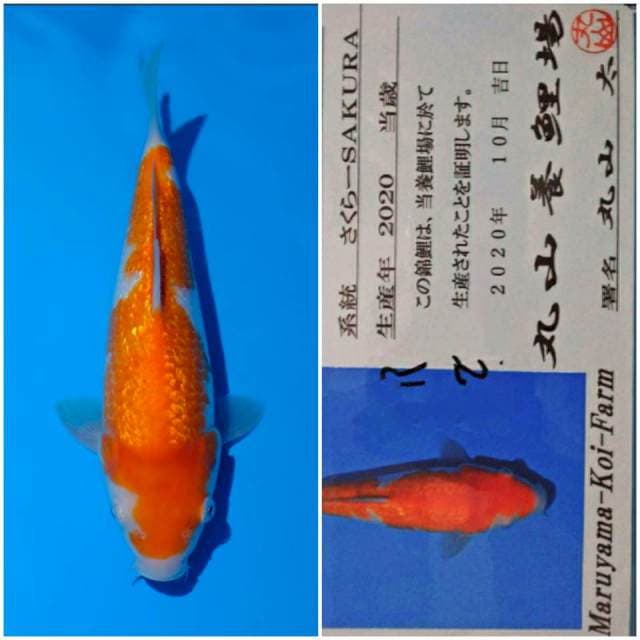 Kohaku 23cm certy Maruyama Farm