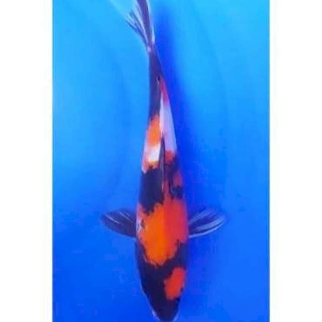 Showa Sanshoku Original 23cm (M)