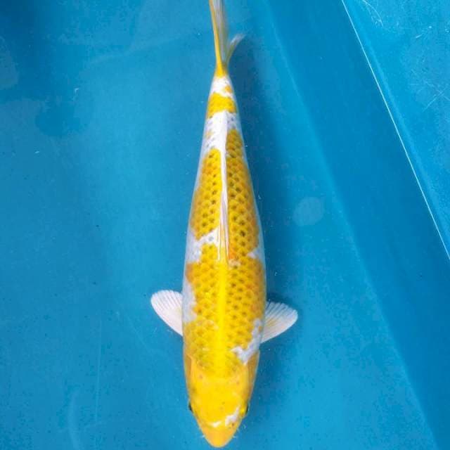 Hariwake 38cm Female
