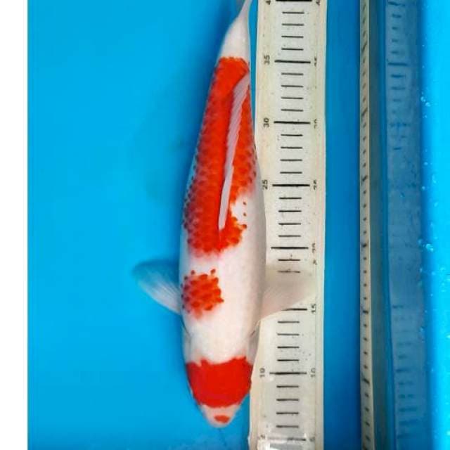 Kohaku 39cm