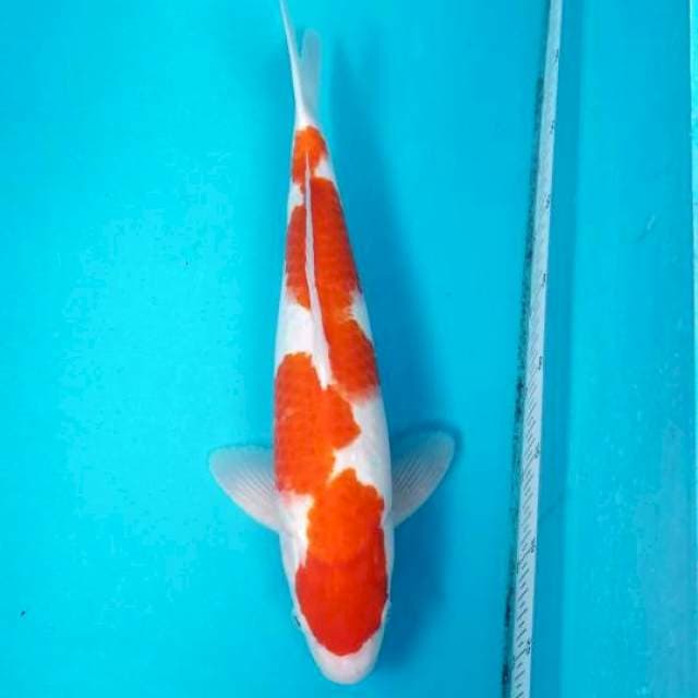 INAZUMA KOHAKU 42 CM MALE