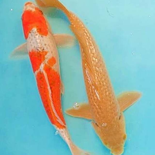 midori&goshiki 33,34cm