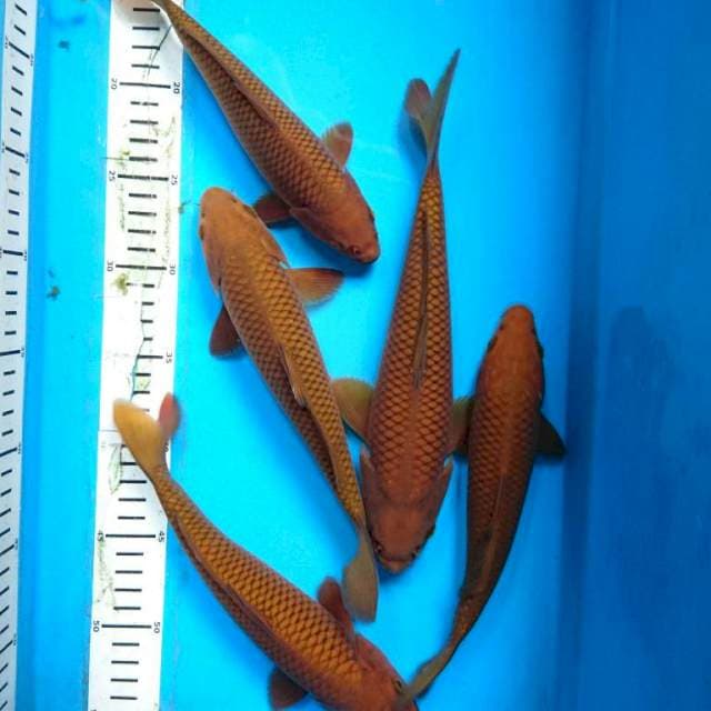 CHAGOI TEMBAGA ( 5 ekor )