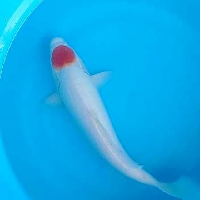 Tancho kohaku 45cm male