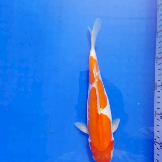 Kohaku doitshu 28cm