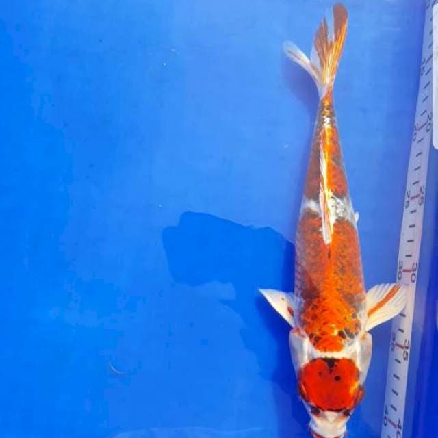 Maruten kujaku 30cm
