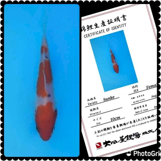 Dainichi Sanke
