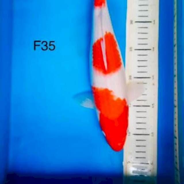 Sandan kohaku F 35cm