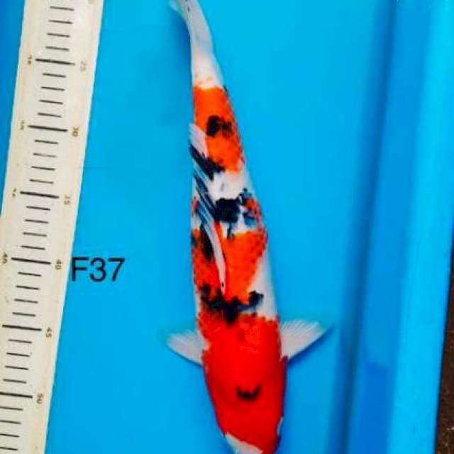 Sanke F37cm