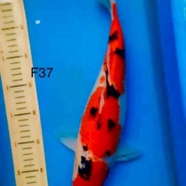 Sanke F37cm