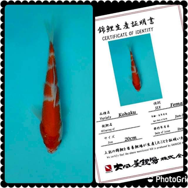 Dainichi Kohaku