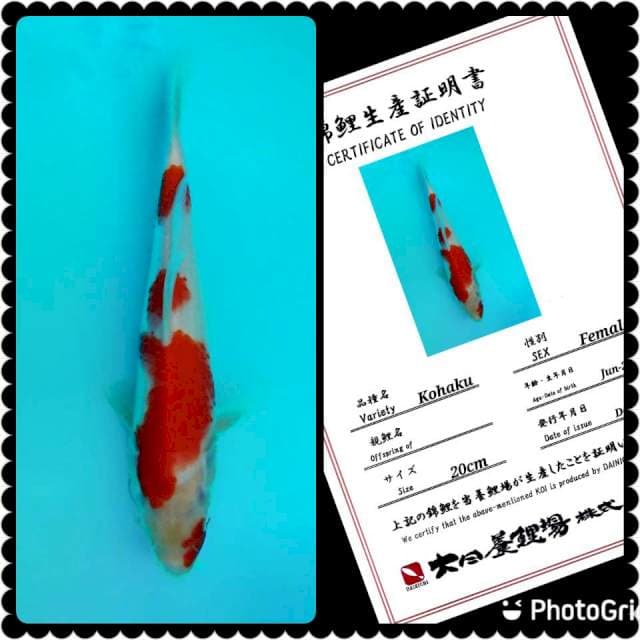 Dainichi Kohaku