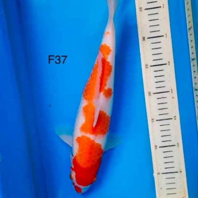 Kohaku bakat jumbo F37cm