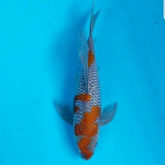 OCHIBA KUMPAY 34 CM. TERANG
