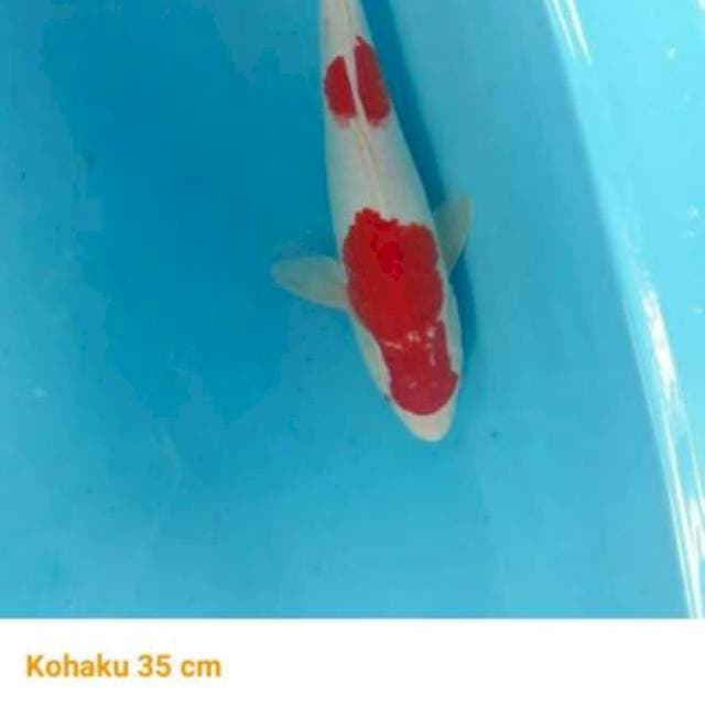 Kohaku merah pedas