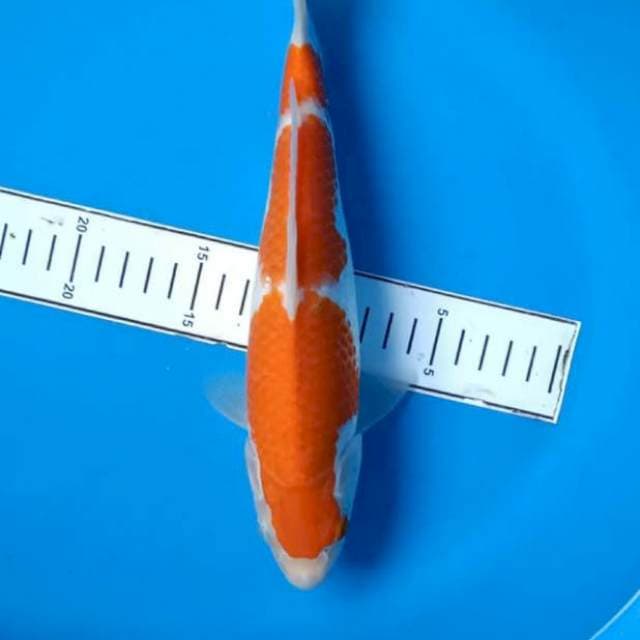 Kohaku red