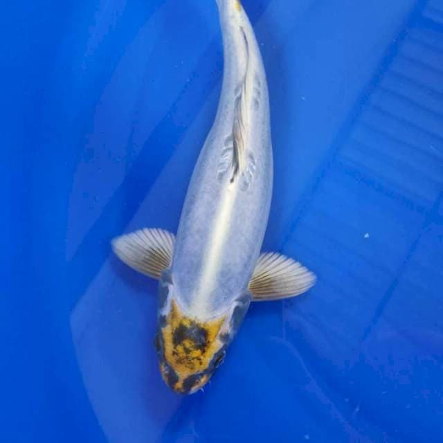 TANCO KIKORYU ORIGINAL~31CM