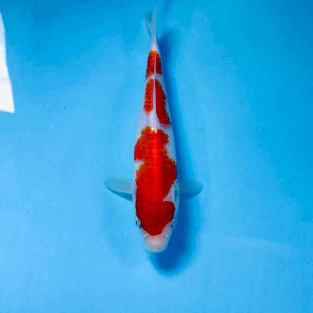 Kohaku, 18 cm
