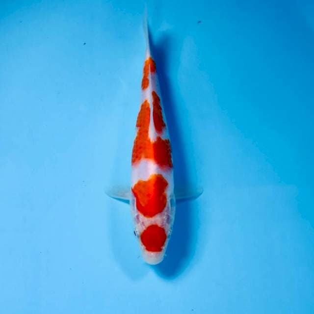 Kohaku, 18 cm