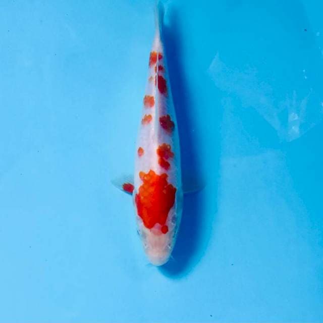 Kohaku, 17 cm