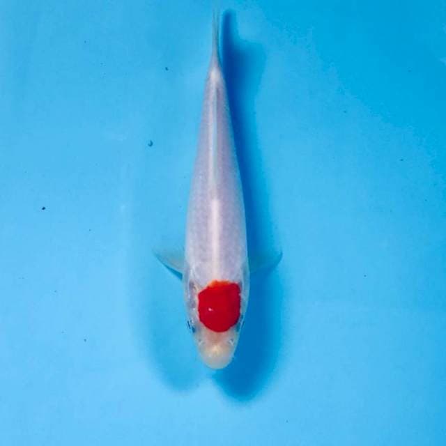 Tancho Kohaku, 15 cm