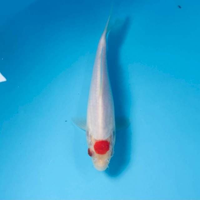 Tancho Kohaku, 17 cm