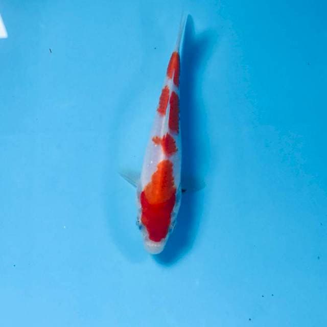 Kohaku, 15 cm