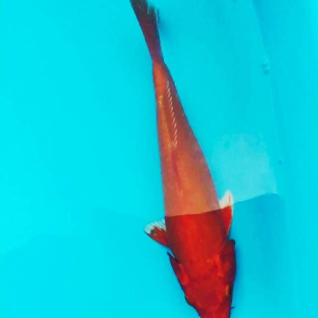 BENIGOI