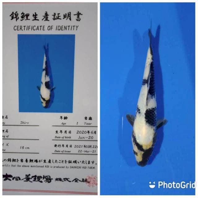 Shiro dainichi