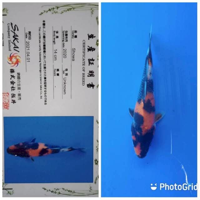 Showa sakai tosai