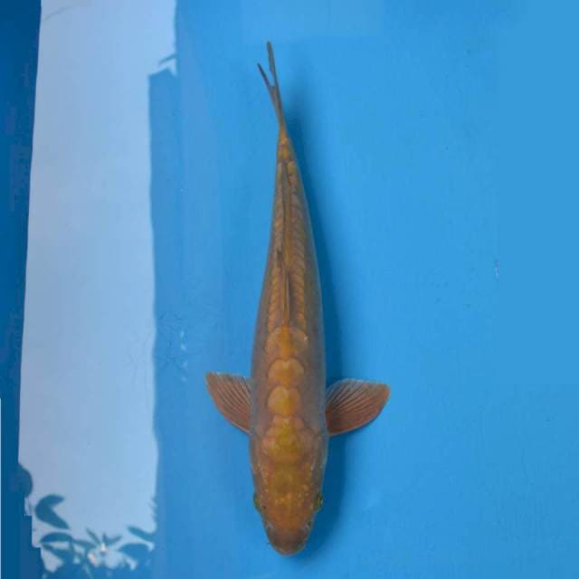 Chagoi Aragoke