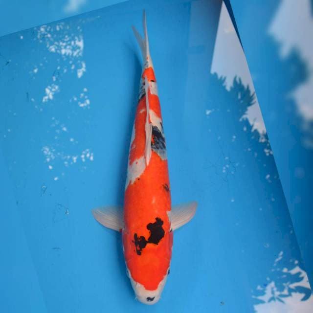 Jumbo Male Showa
