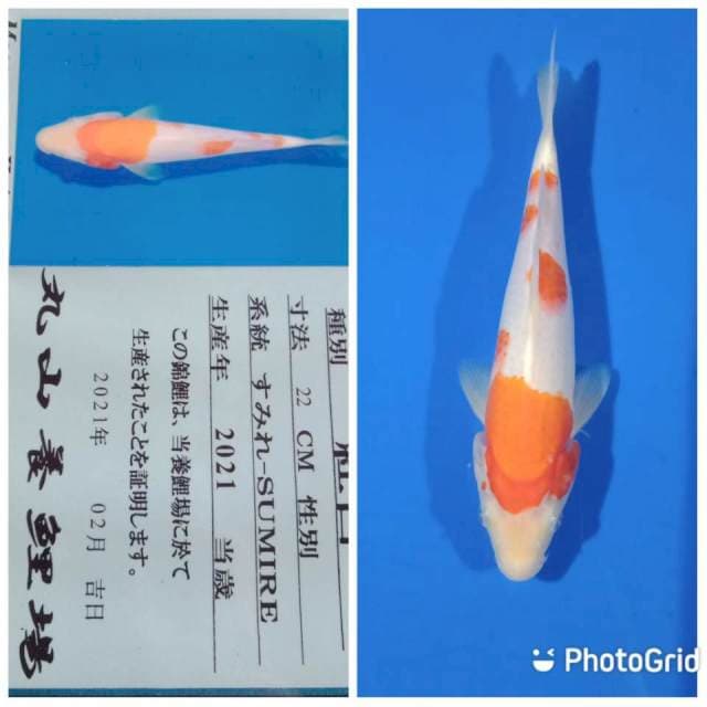 Kohaku maruyama 