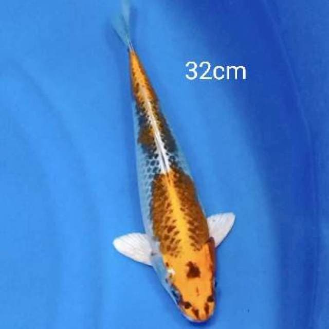 Kujaku 32cm