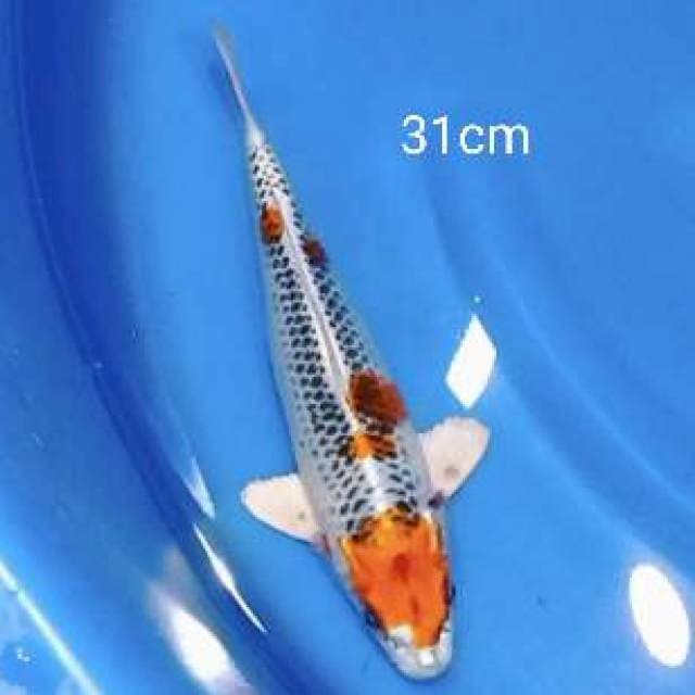 Kujaku 31cm