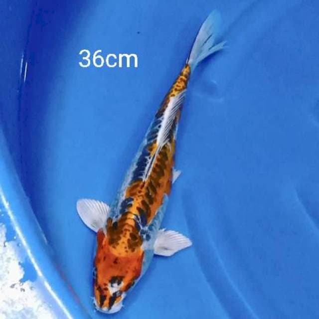 Kikokuryu 36cm