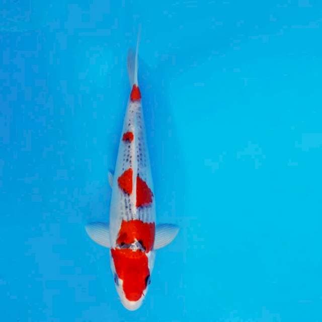 MEIJI 3 - GOSHIKI ®