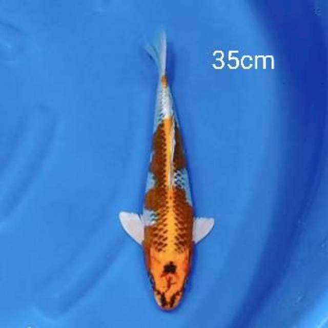 Kujaku 35cm