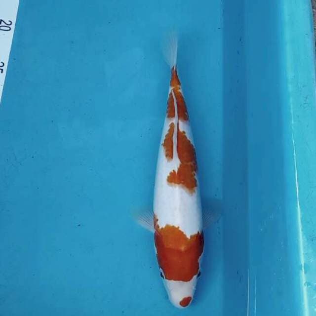 Kohaku 27cm