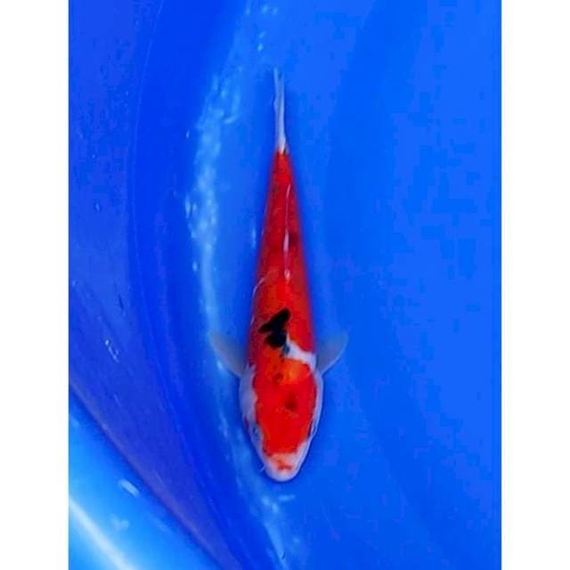 Doitsu Sanke Original 21cm (M)