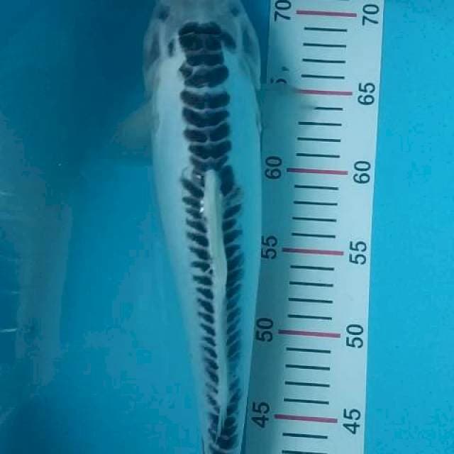susui,female,39cm