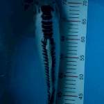 susui,female,39cm