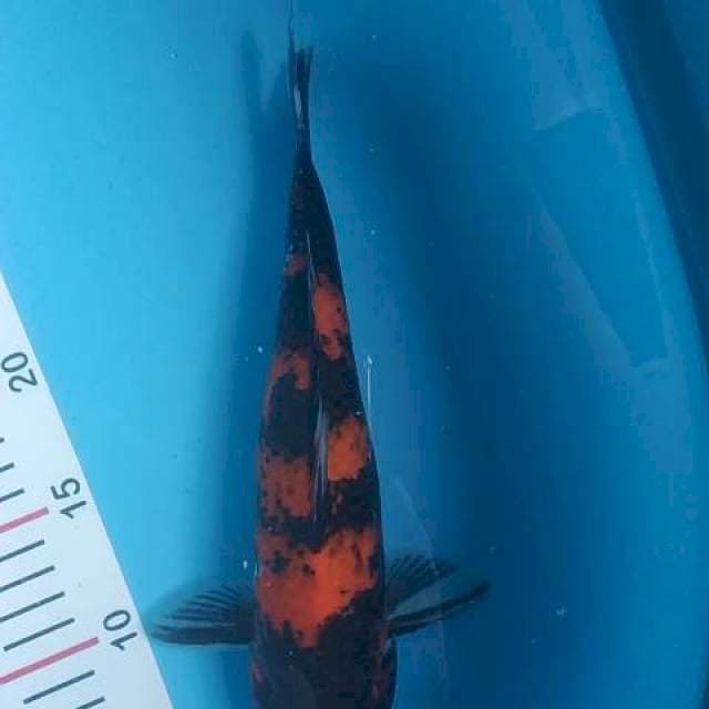Hi showa,jantan,28cm