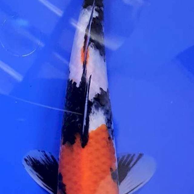 Showa 27Cm