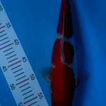 kohaku,37cm,female