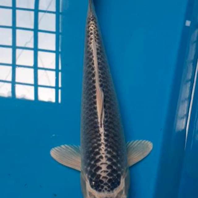 Matsuba 38cm