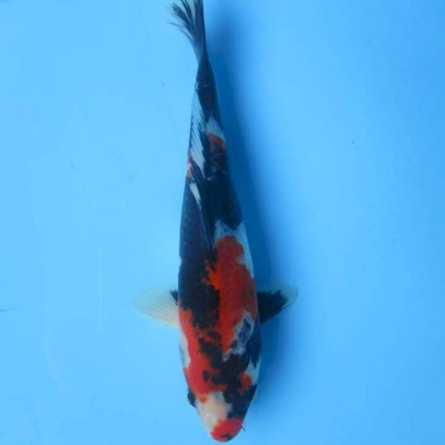 Showa sansoku